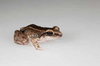 Media type: image;   Herpetology A-148549